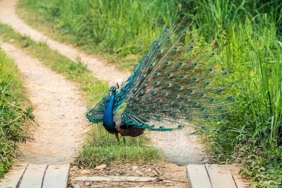 Nepal