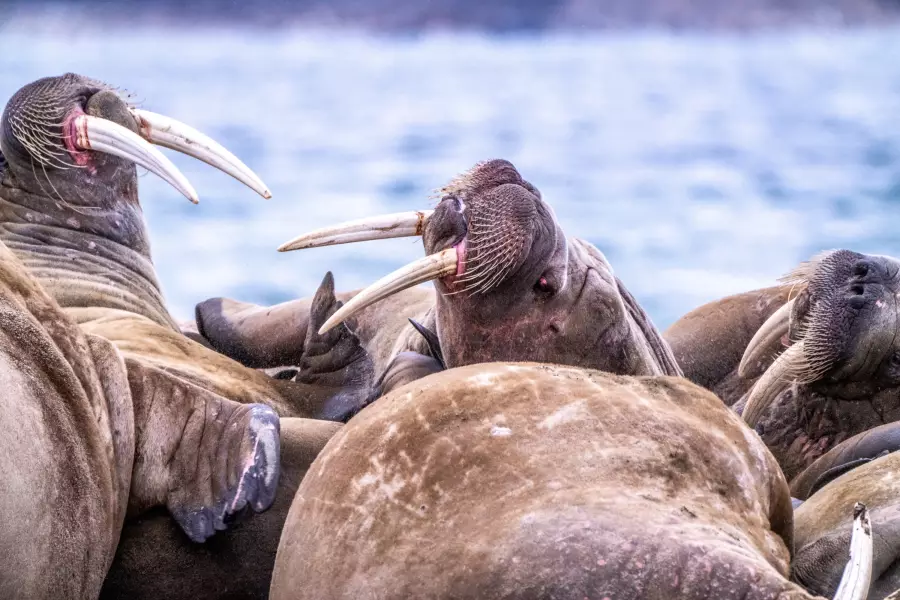 Špicberky – Klenot v srdci Arktidy