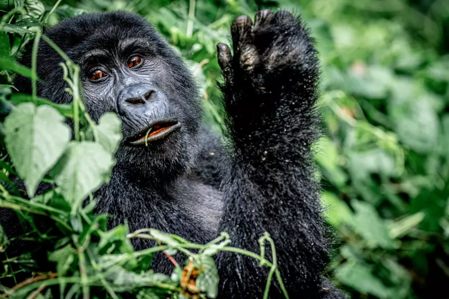 Uganda – Perla východní Afriky