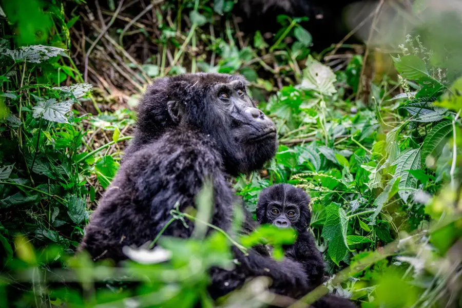 Uganda – Perla východní Afriky