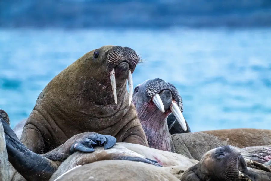 Špicberky - kolonie mrožů