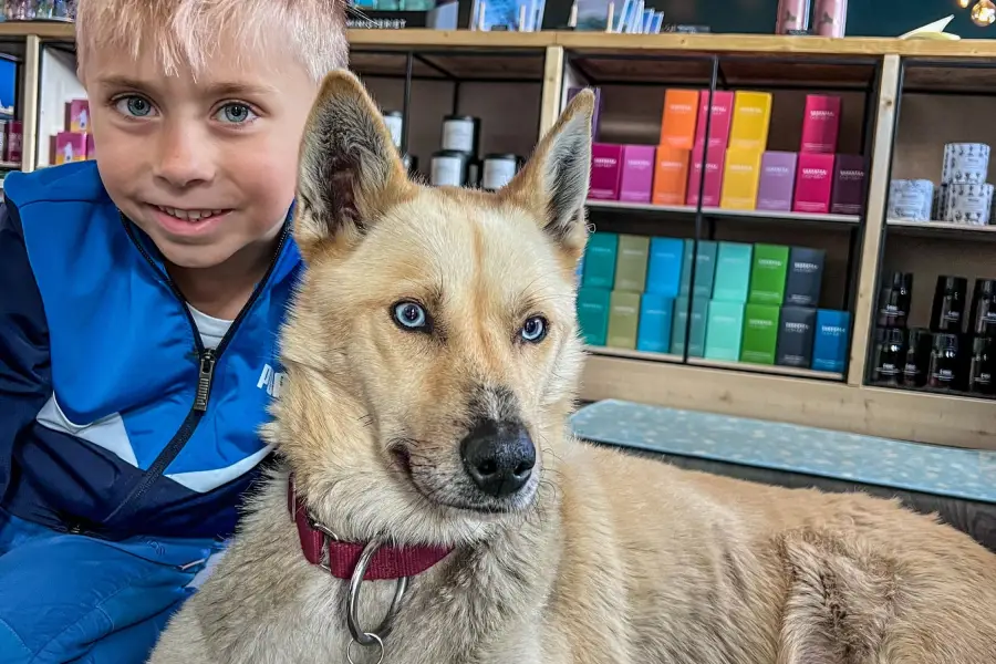 Špicberky - Husky Cafe